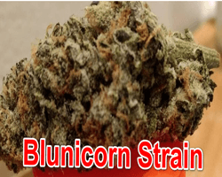 Blunicorn strain marijuana Information