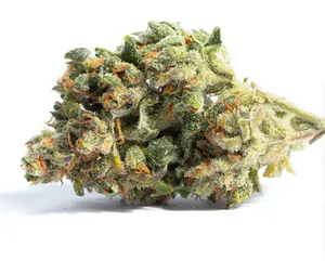 This genus Known for its golden tint, Acapulco Gold is a Sativa-dominant hybrid with green or brownish buds.