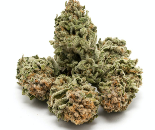 The THC content of the 9 Pound Hammer cannabis strain is between sixteen and twenty percent, making it the ideal choice for users with high tolerance. Because it's a hybrid, you can expect a big punch in small doses. A 9lb hammer strain marijuana plant produces a high that is full-body and cerebral, providing a spark of creativity and euphoria. The buds are large, dense, and colored, with orange pistils and purple hues.
