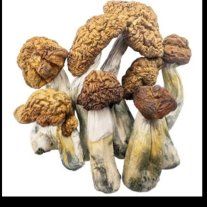 The Tidal Wave Magic Mushroom is a fascinating new addition to the world of psilocybin mushrooms. Renowned for its potent effects and unique properties, it has quickly garnered attention among enthusiasts and researchers alike.