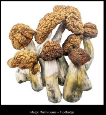 The Tidal Wave Magic Mushroom is a fascinating new addition to the world of psilocybin mushrooms. Renowned for its potent effects and unique properties, it has quickly garnered attention among enthusiasts and researchers alike.